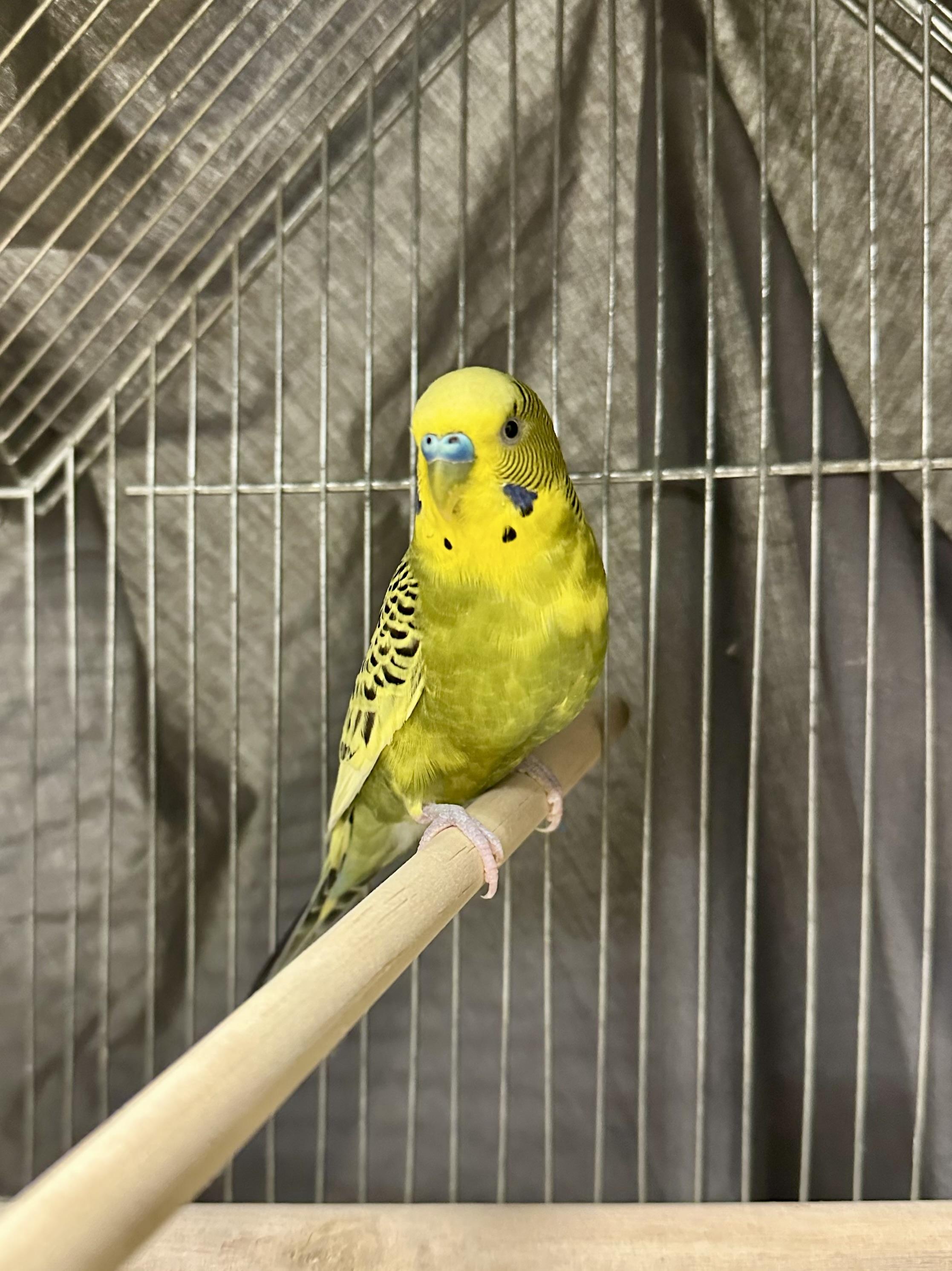 Loop, a ADOPTABLE Parakeet (Other) in Vancouver, BC image 1/5