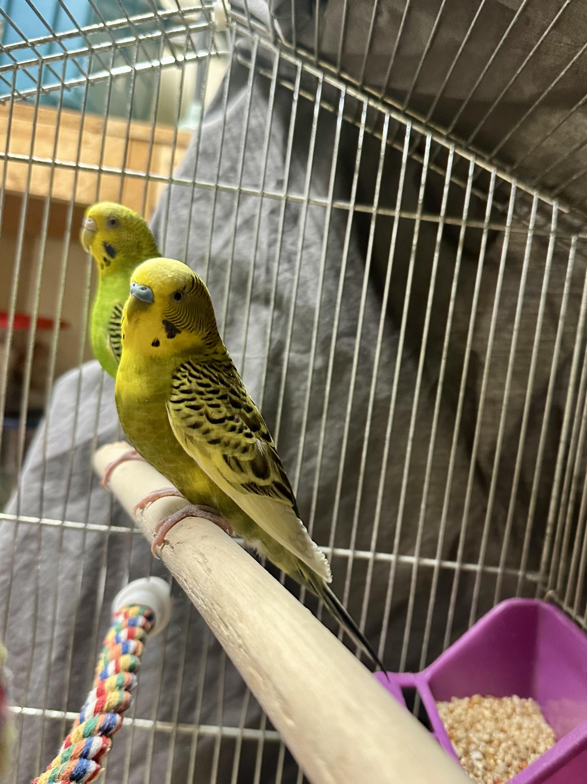 Loop, a ADOPTABLE Parakeet (Other) in Vancouver, BC image 3/5
