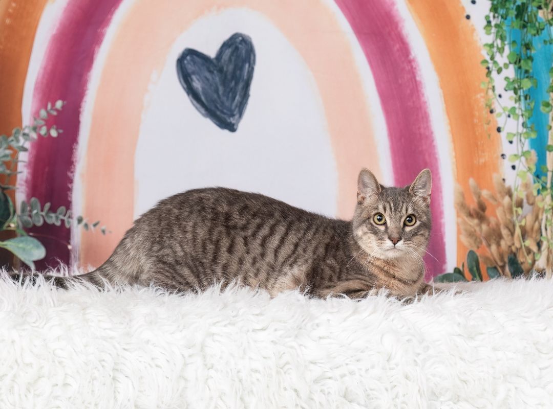 Roo, Adoptable, Kitten Male Domestic Short Hair.