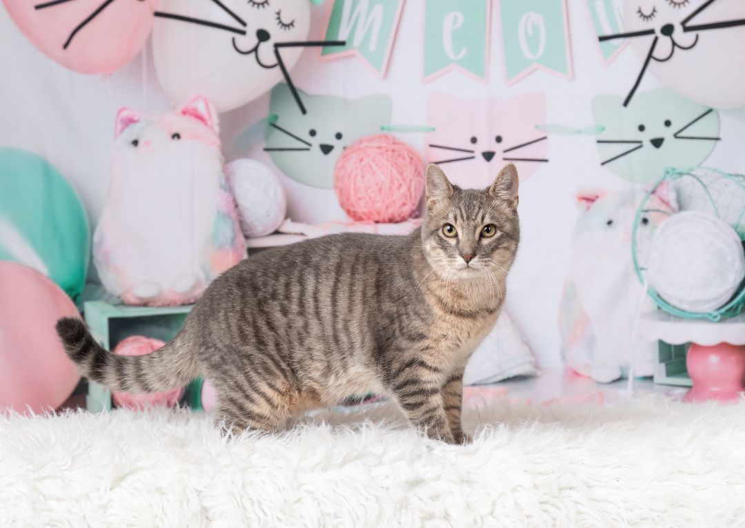 Enlarge Roo, a Adoptable Domestic Short Hair in Denton, TX image 4/10