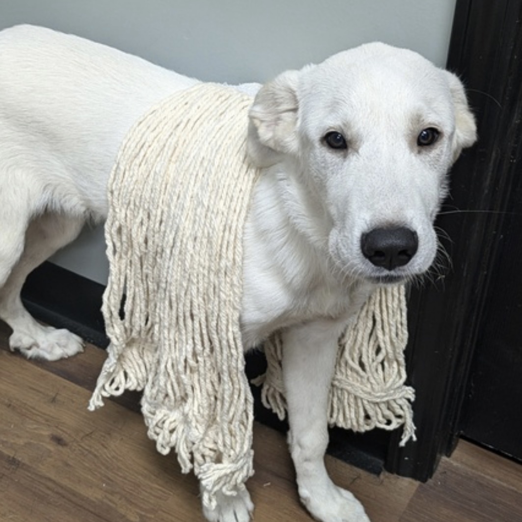 Dog for adoption Leo smart, friendly & so friendly, a Labrador