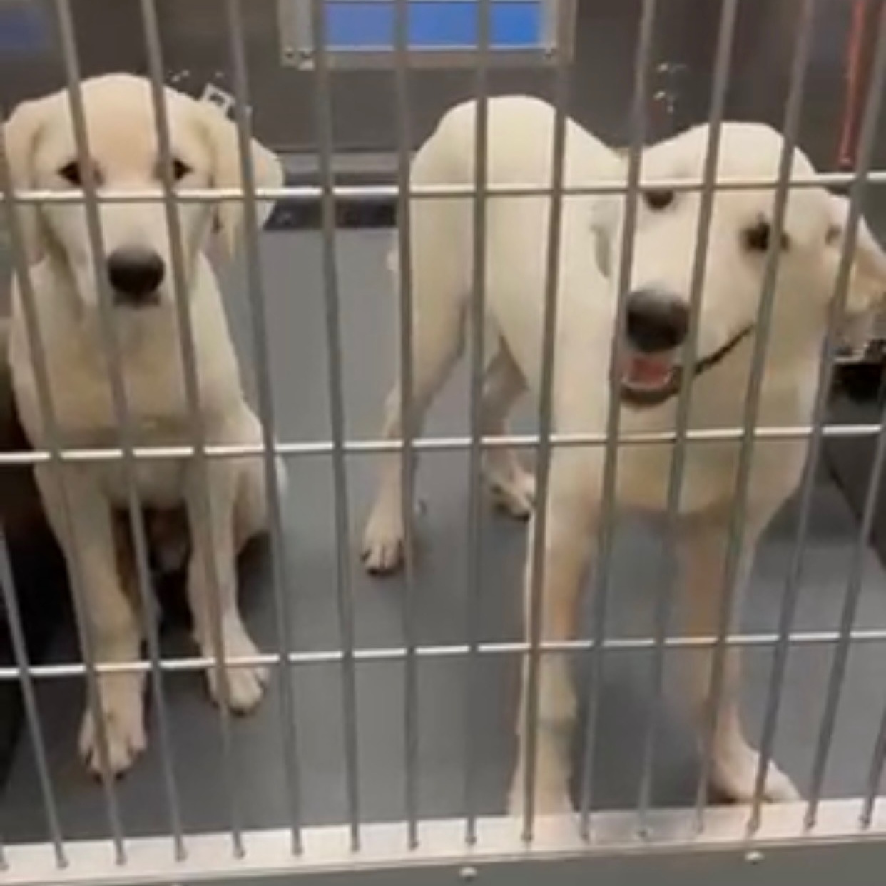 Dog for adoption Leo smart, friendly & so friendly, a Labrador