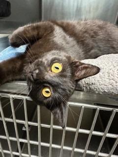 Birdy, Adopted, Young Male Domestic Short Hair.