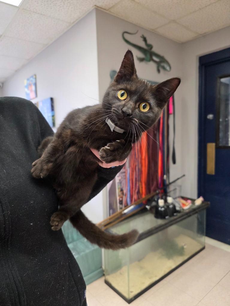 Enlarge Birdy, a Adopted mixed breed in Sherwood, AR image 2/4