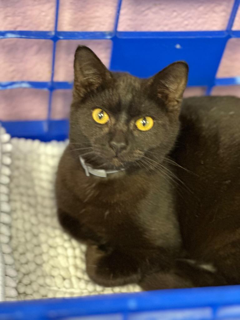 Enlarge Birdy, a Adopted mixed breed in Sherwood, AR image 3/4