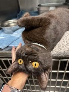 Enlarge Birdy, a Adopted mixed breed in Sherwood, AR image 4/4