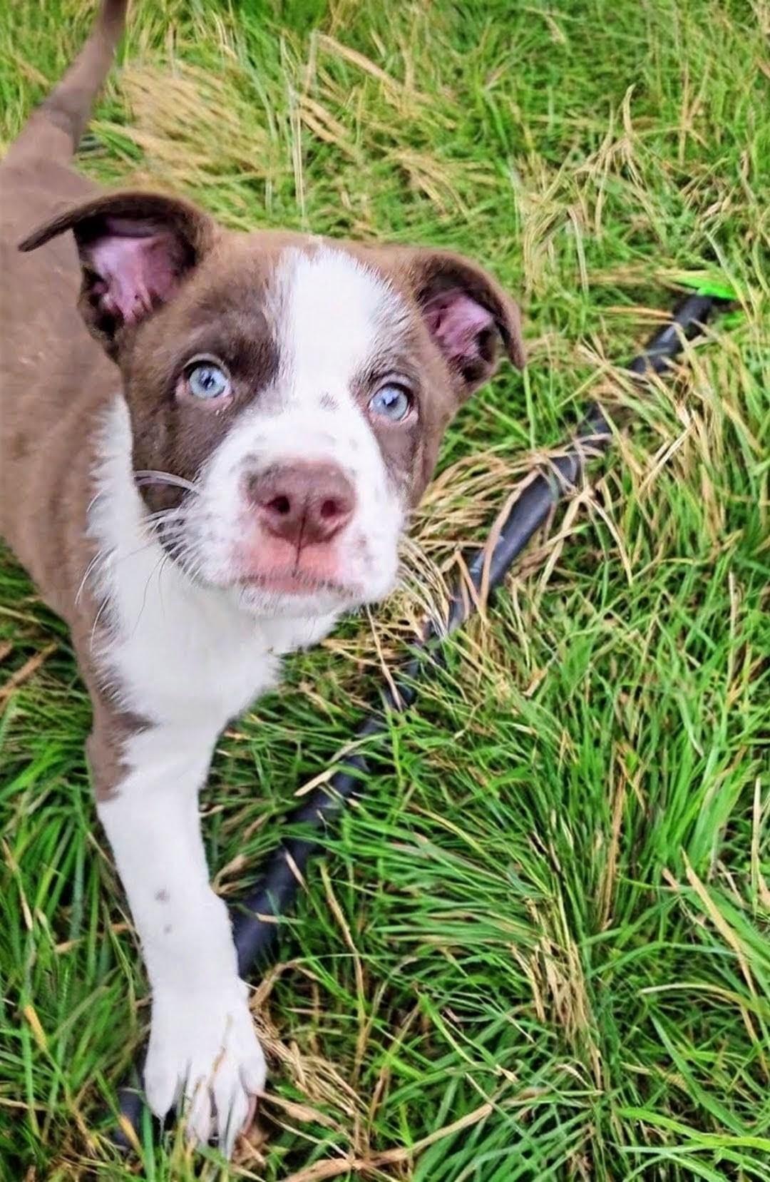 Roman, a Adoptable mixed breed in Evergreen, CO image 4/6