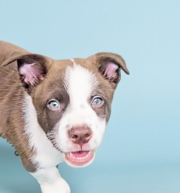 Roman, a Adoptable mixed breed in Evergreen, CO image 2/6