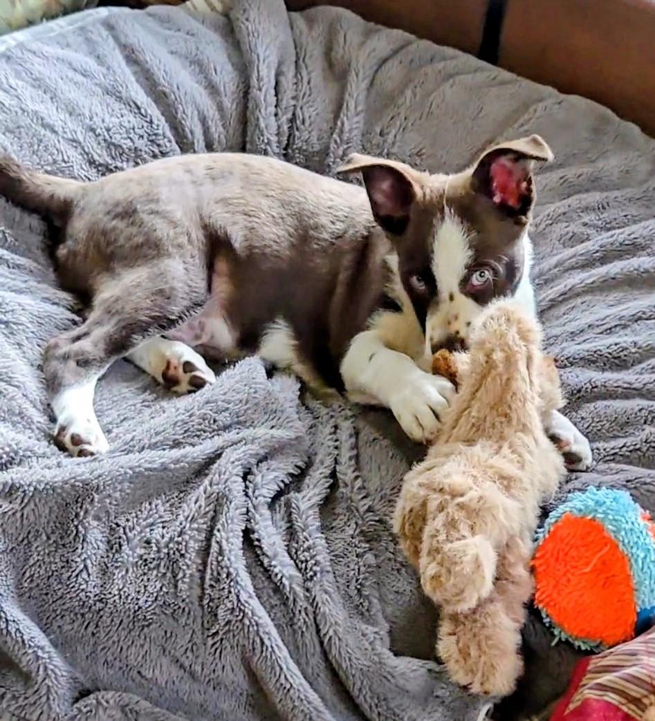 Roman, Adoptable, Young Male Australian Cattle Dog / Blue Heeler & Mixed Breed.