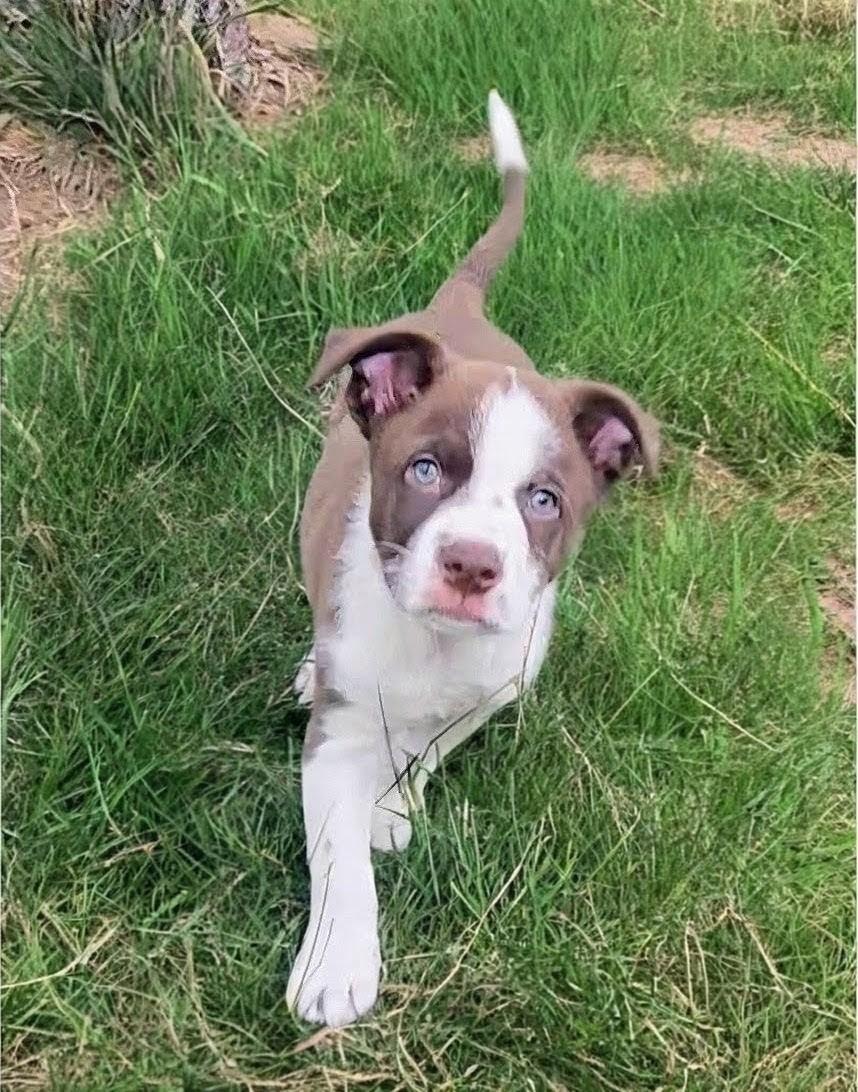 Roman, Adoptable, Puppy Male Australian Cattle Dog / Blue Heeler & American Bully.