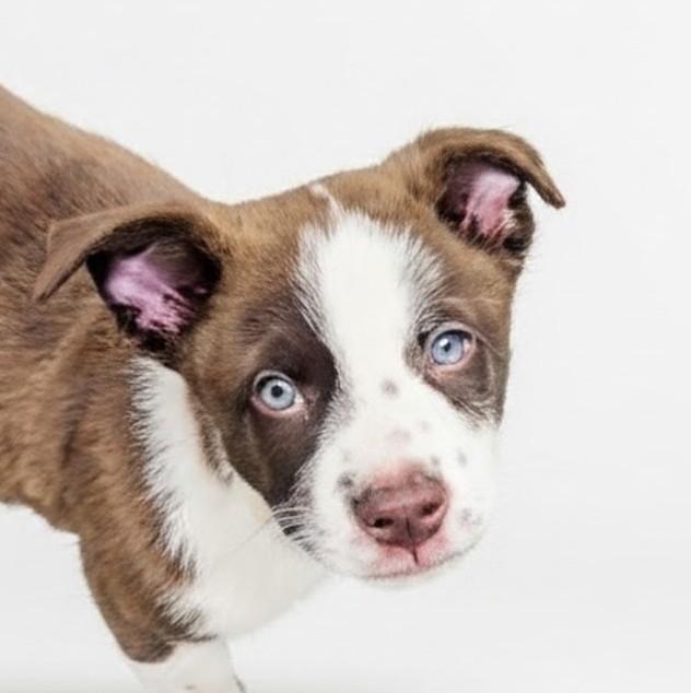 Roman, a Adoptable mixed breed in Evergreen, CO image 5/6