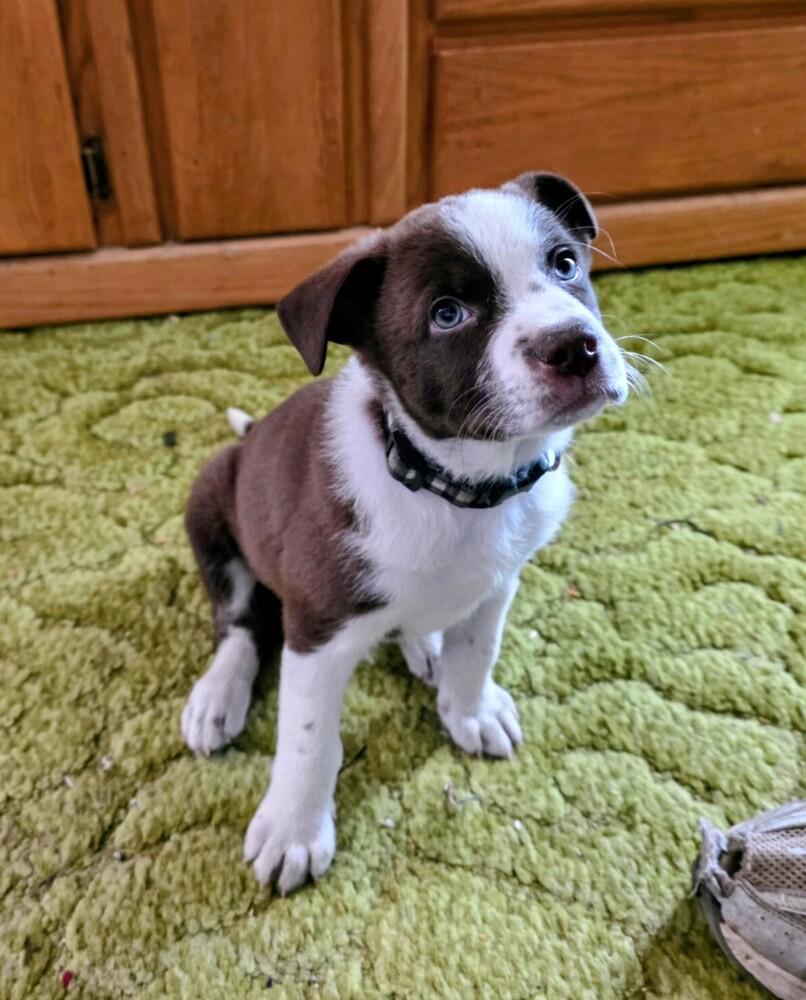 Roman, a Adoptable mixed breed in Evergreen, CO image 3/6