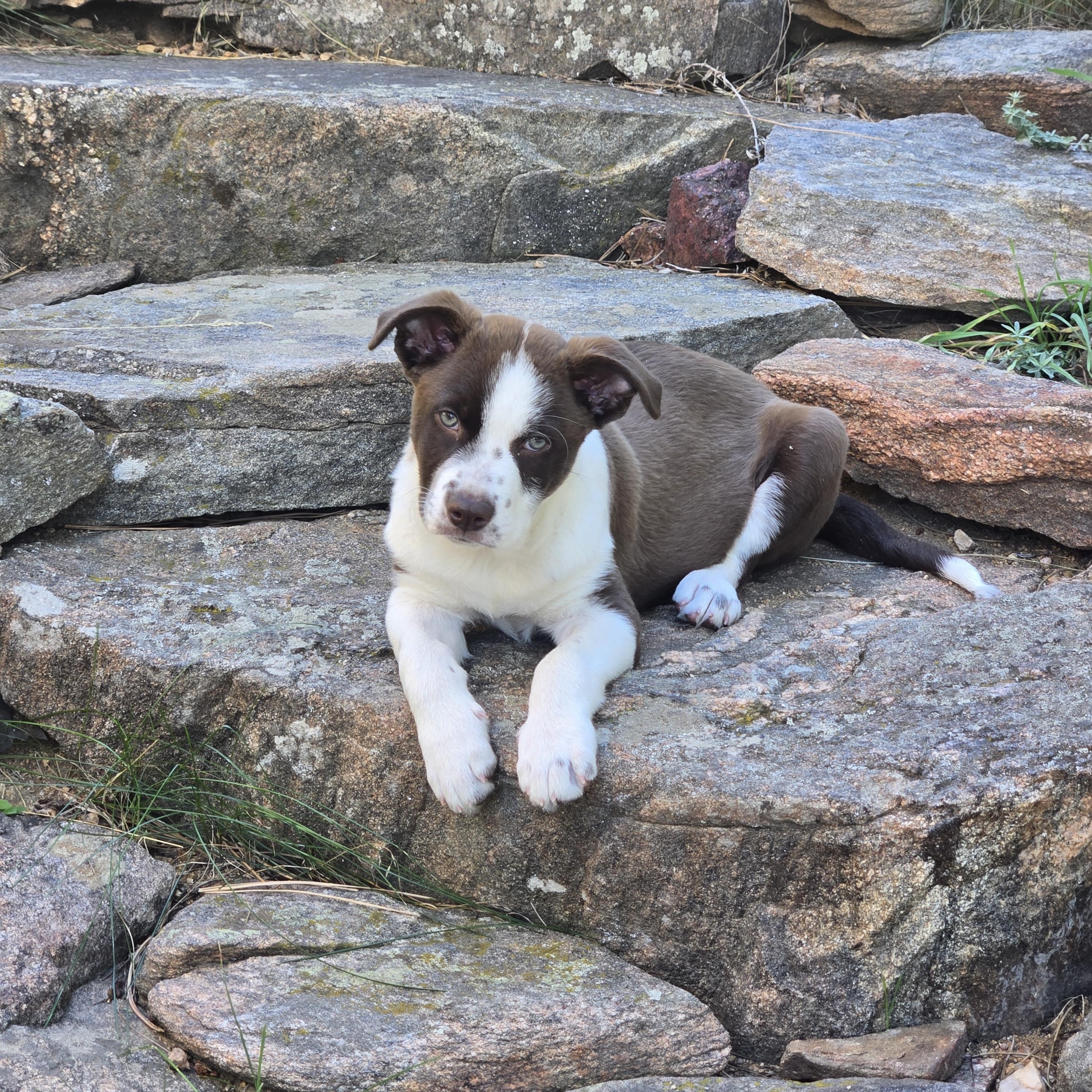 Enlarge Roman, a Adoptable mixed breed in Evergreen, CO image 4/6