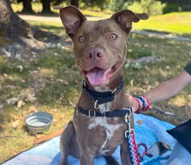 Enlarge SCOUT, a Adoptable mixed breed in Santa Rosa, CA image 1/1