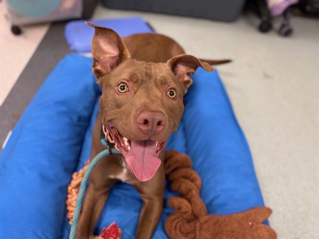 SCOUT, Adoptable, Young Male Pit Bull Terrier & Mixed Breed.