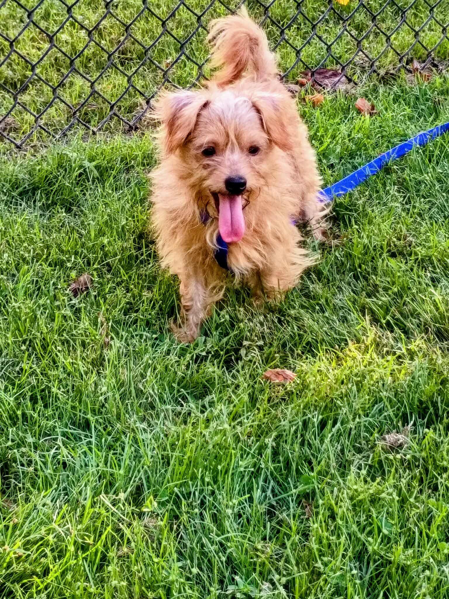 Jack, Adopted, Young Male Cairn Terrier.