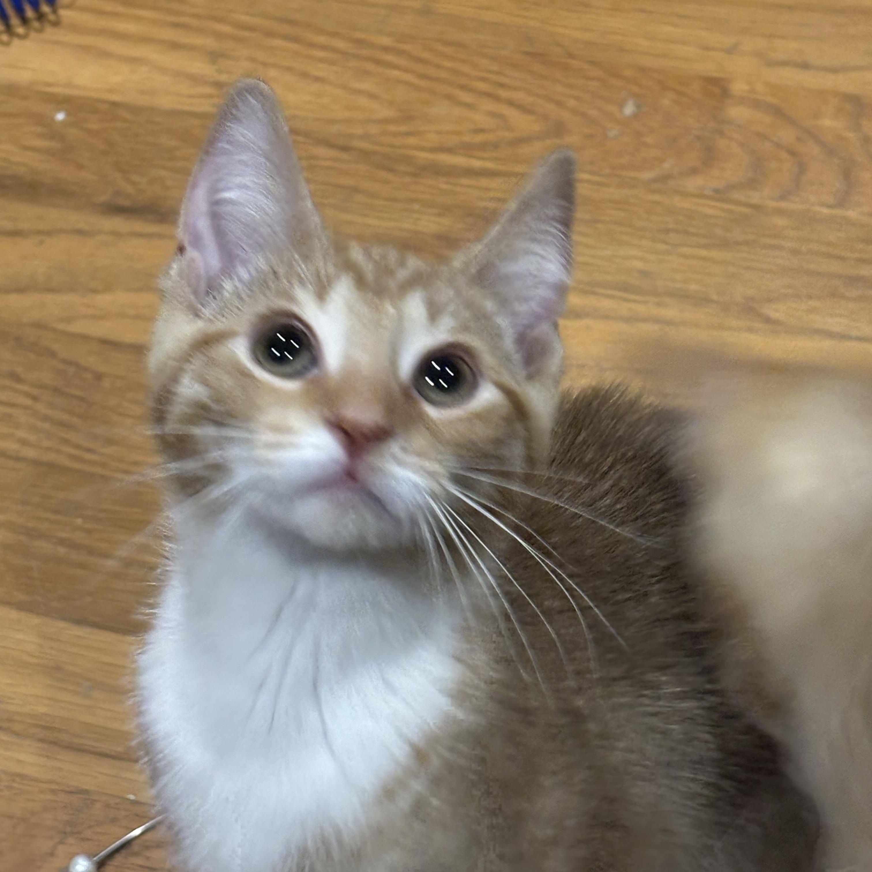 Mr. Campfire, an adopted Domestic Short Hair in Indianapolis, IN image 2/2