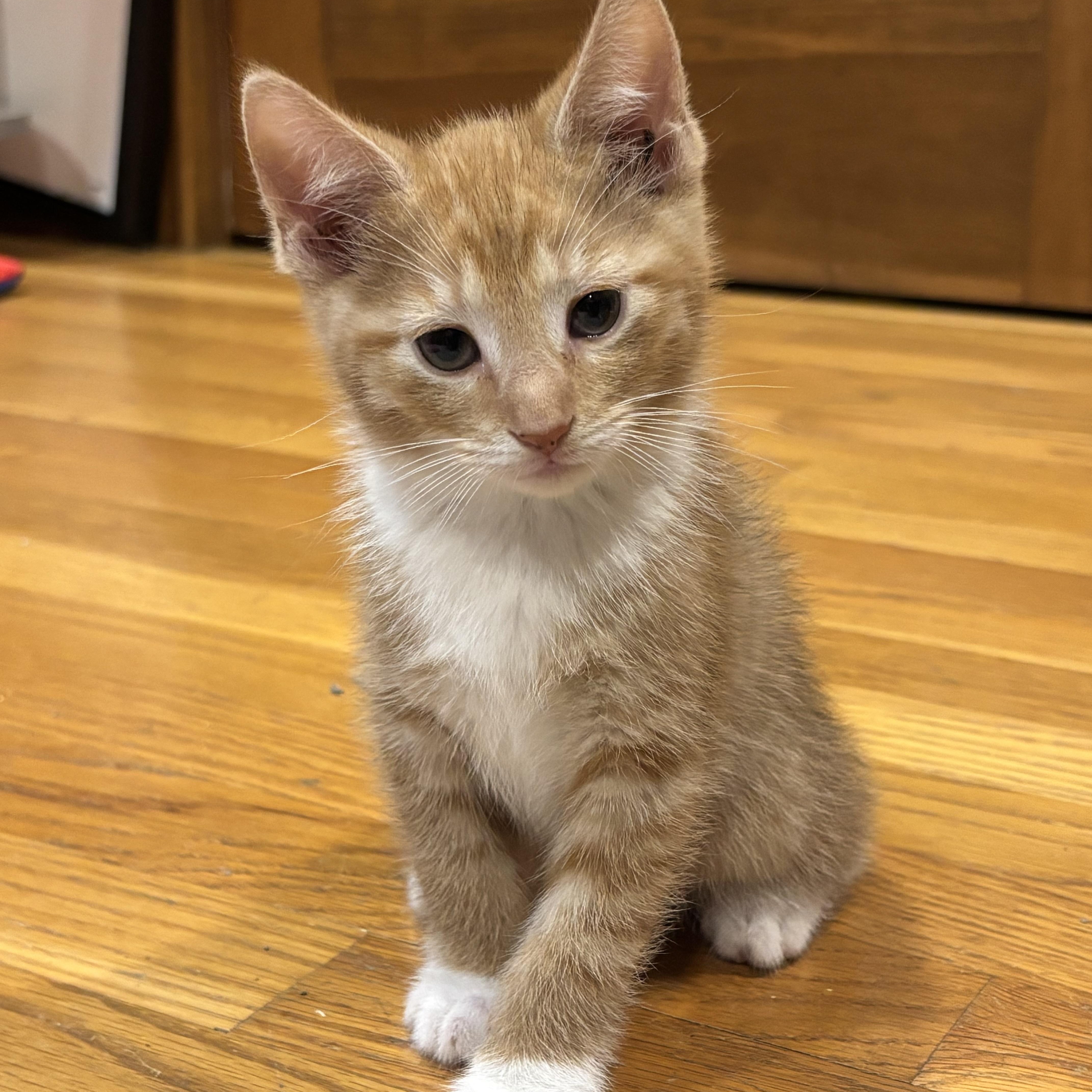Mr. Campfire, ADOPTABLE, Kitten Male Domestic Short Hair.