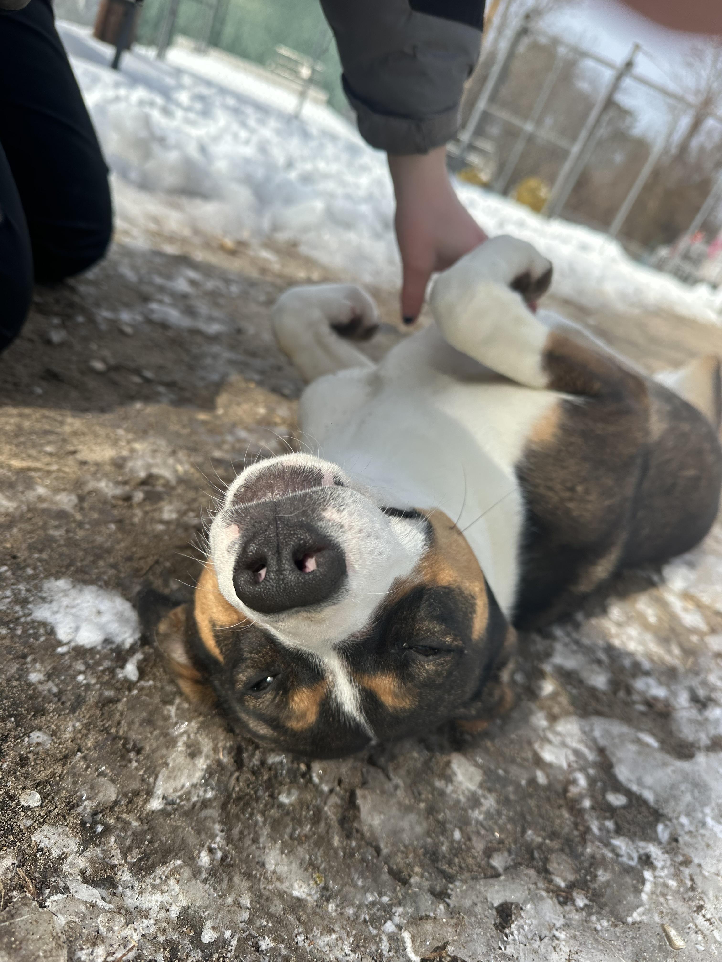 Enlarge Charm, a ADOPTABLE mixed breed in Ocean View, NJ image 5/5