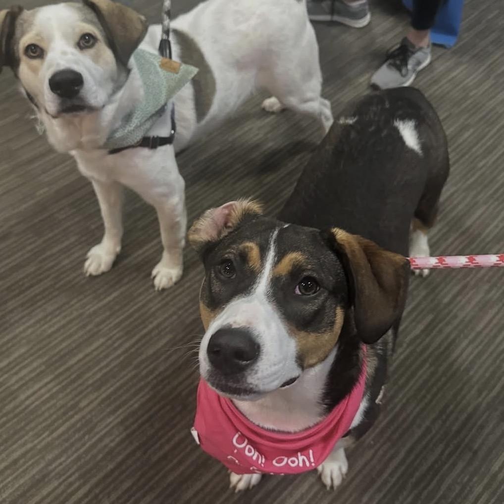 Enlarge Charm, a ADOPTABLE mixed breed in Ocean View, NJ image 4/5