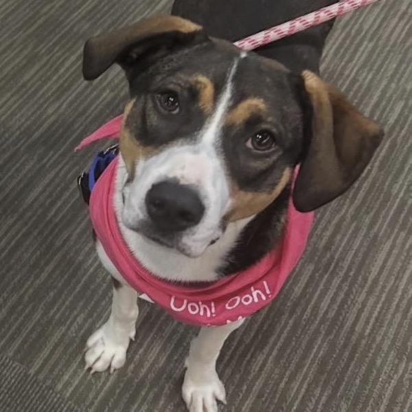 Charm, ADOPTABLE, Puppy Female Mixed Breed.