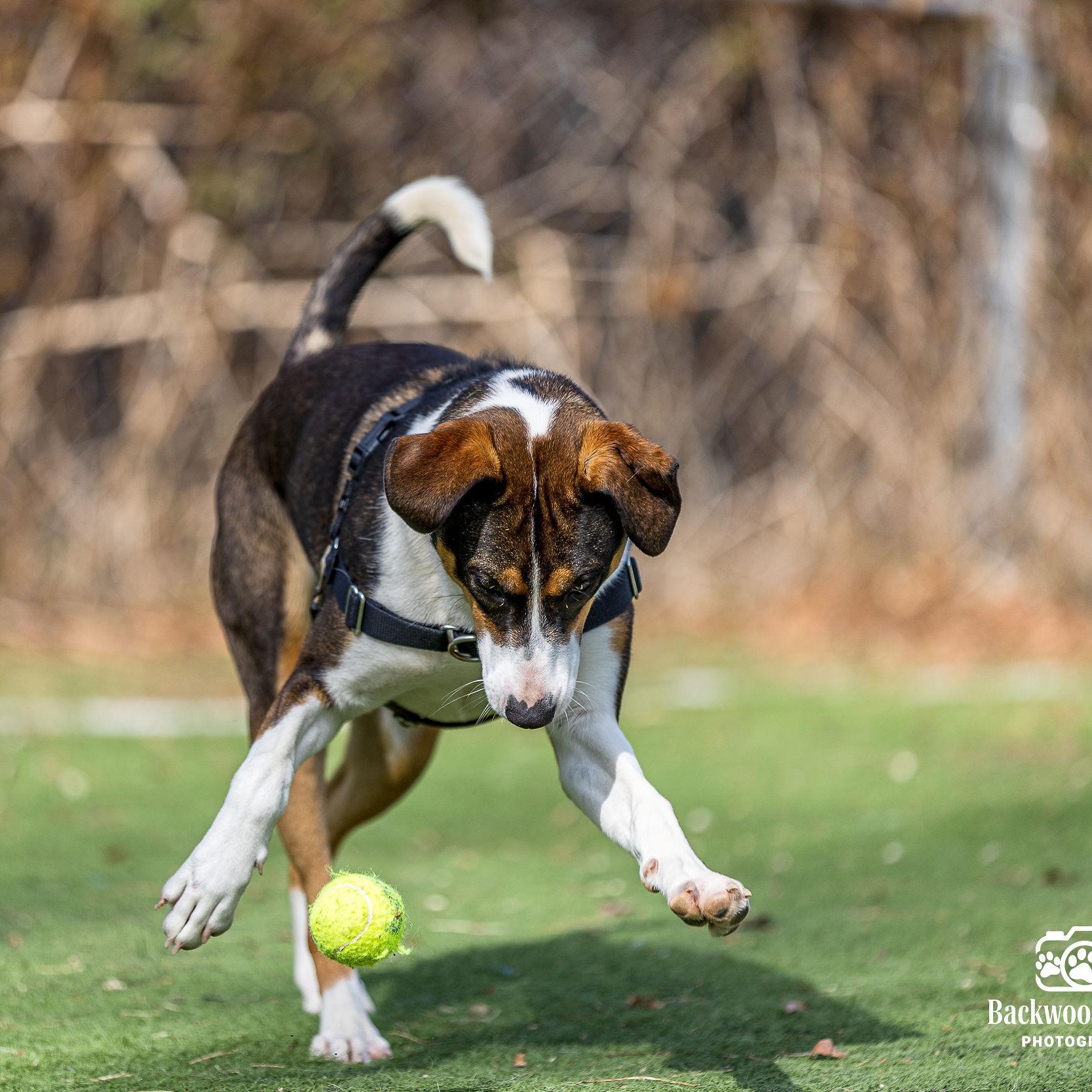 Enlarge Charm, a ADOPTABLE mixed breed in Ocean View, NJ image 4/5