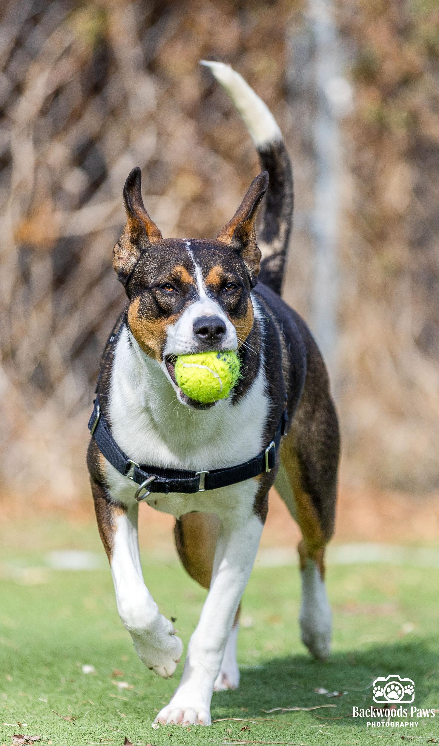 Enlarge Charm, a ADOPTABLE mixed breed in Ocean View, NJ image 5/5