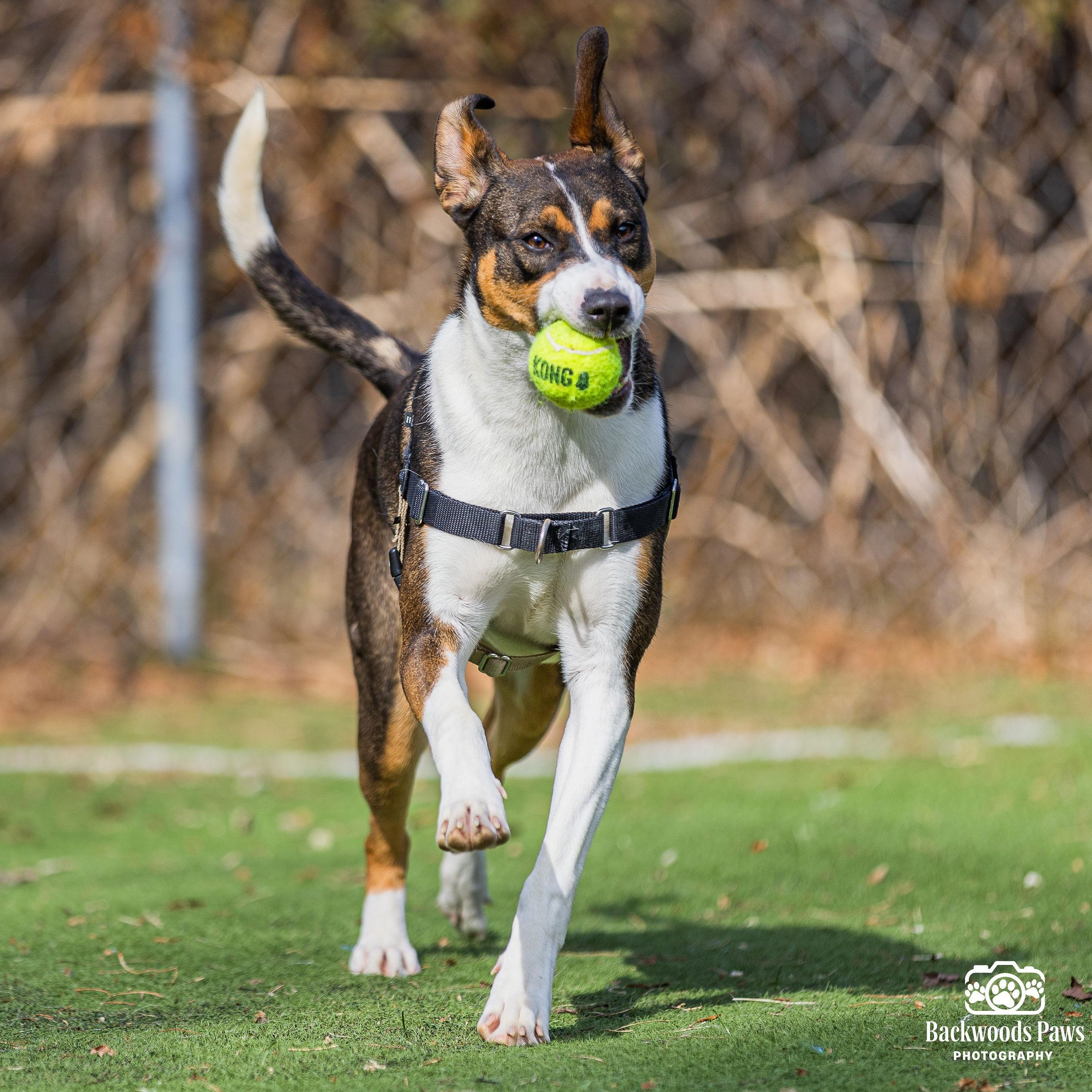 Enlarge Charm, a ADOPTABLE mixed breed in Ocean View, NJ image 2/5