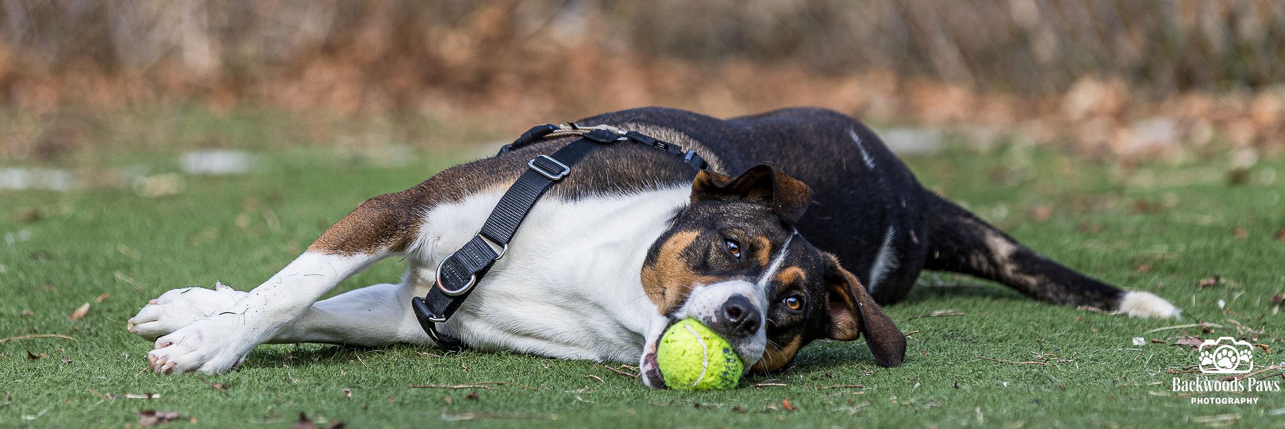 Enlarge Charm, a ADOPTABLE mixed breed in Ocean View, NJ image 3/5