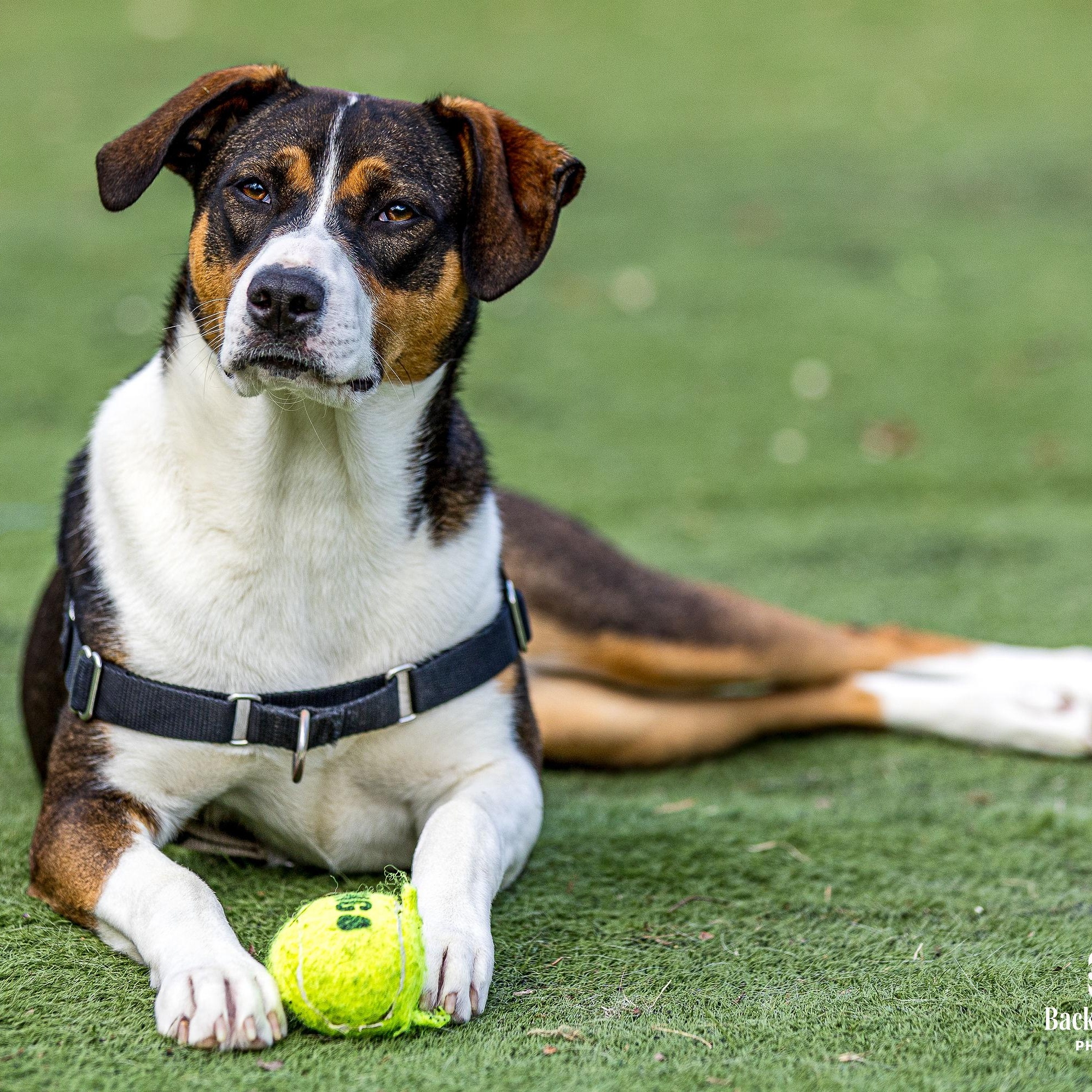 Charm, ADOPTABLE, Puppy Female Mixed Breed.