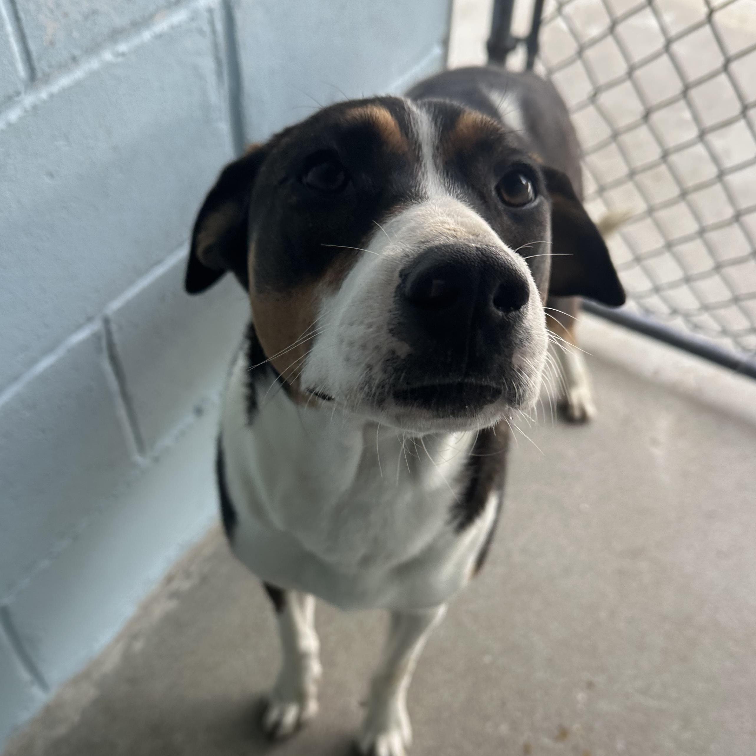 Enlarge Charm, a ADOPTABLE mixed breed in Ocean View, NJ image 2/5