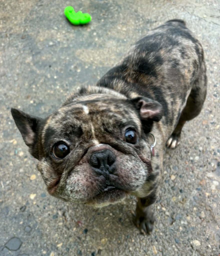 Enlarge Jace, a Adoptable French Bulldog in Warren, MI image 1/4