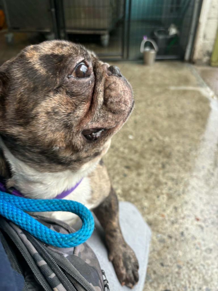 Enlarge Jace, a Adoptable French Bulldog in Warren, MI image 2/4