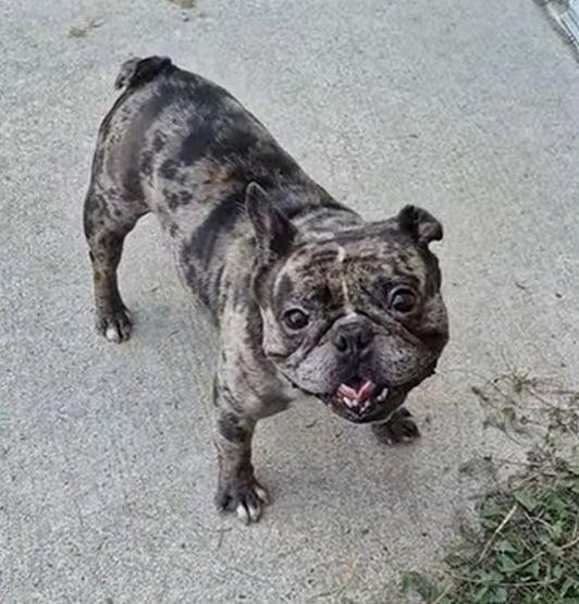Enlarge Jace, a Adoptable French Bulldog in Warren, MI image 3/4