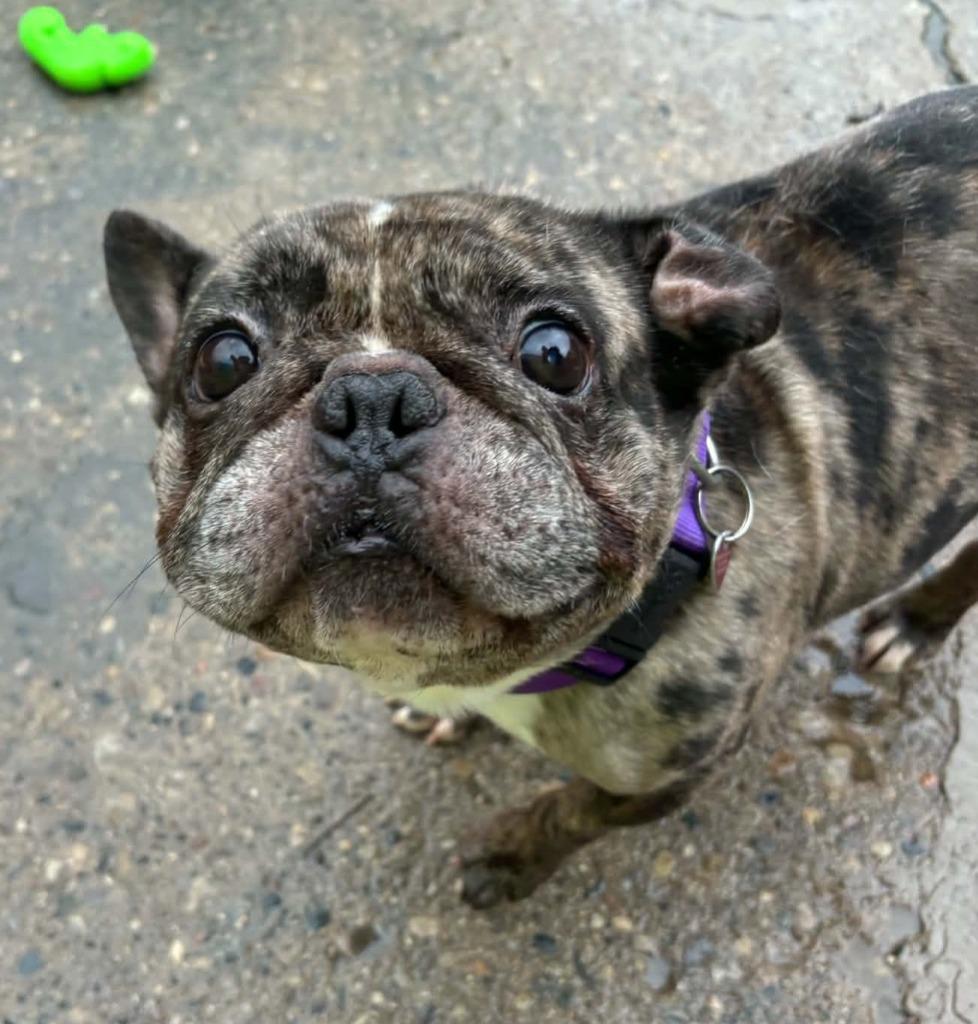 Enlarge Jace, a Adoptable French Bulldog in Warren, MI image 4/4