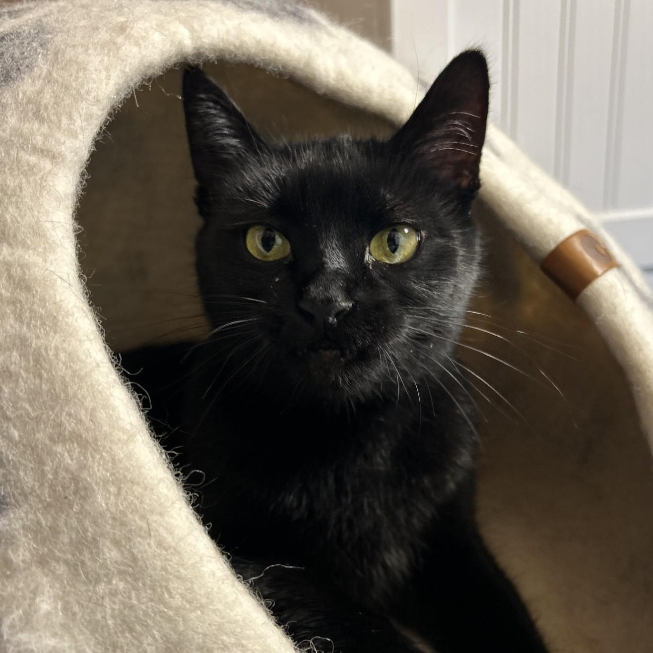 Esmerelda, ADOPTABLE, Adult Female Domestic Short Hair.