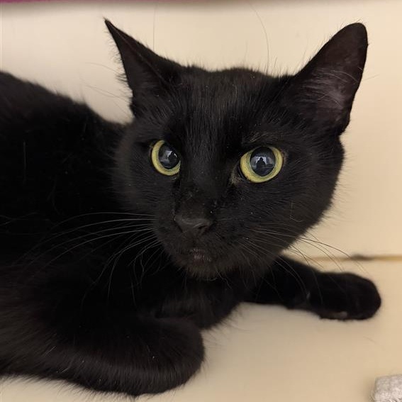 Esmerelda, ADOPTABLE, Adult Female Domestic Short Hair.