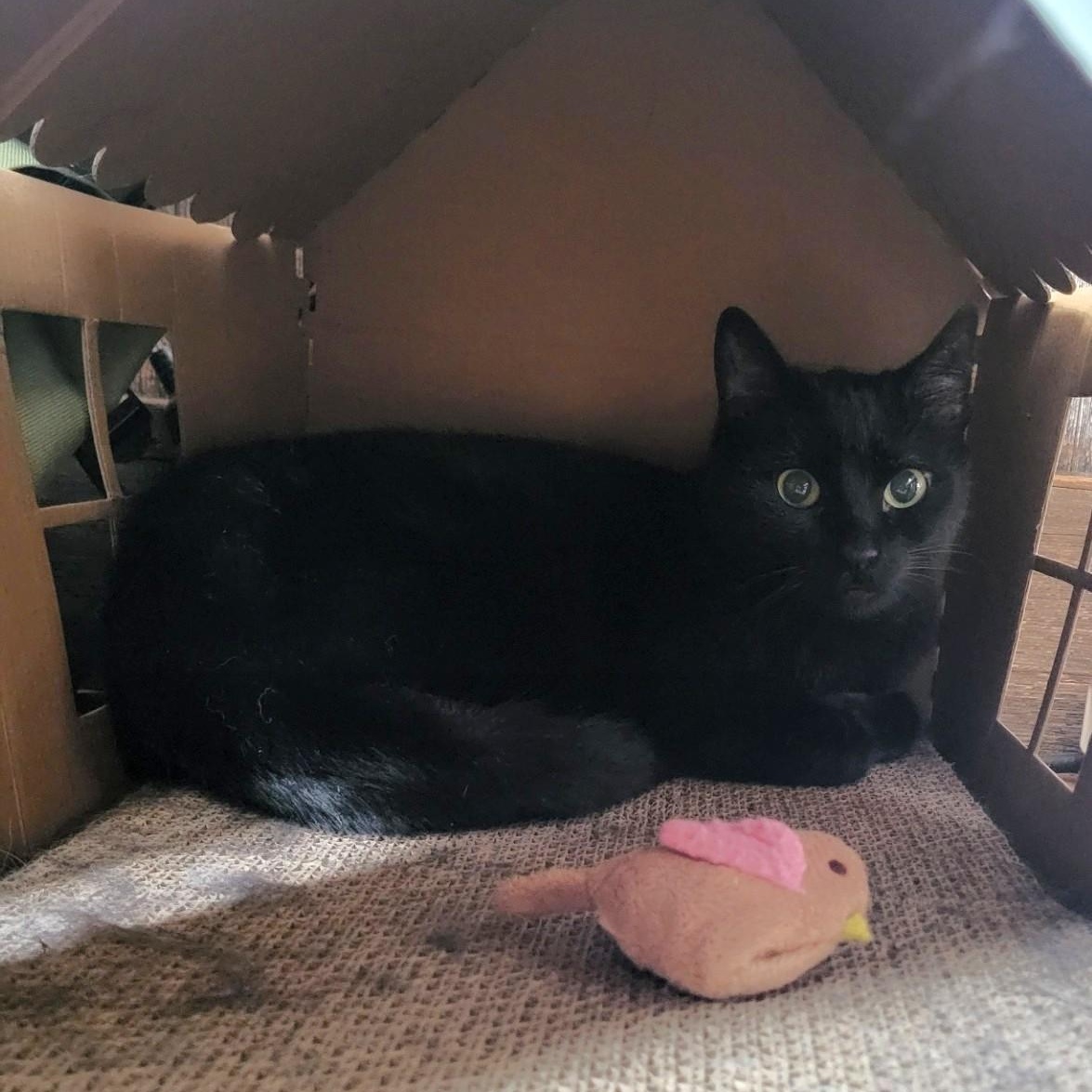 Enlarge Esmerelda, a ADOPTABLE Domestic Short Hair in Cooperstown, NY image 1/2