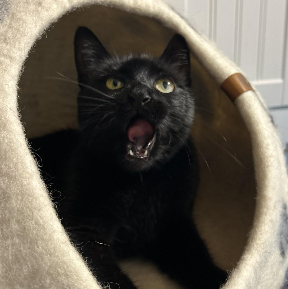 Enlarge Esmerelda, a ADOPTABLE Domestic Short Hair in Cooperstown, NY image 3/4