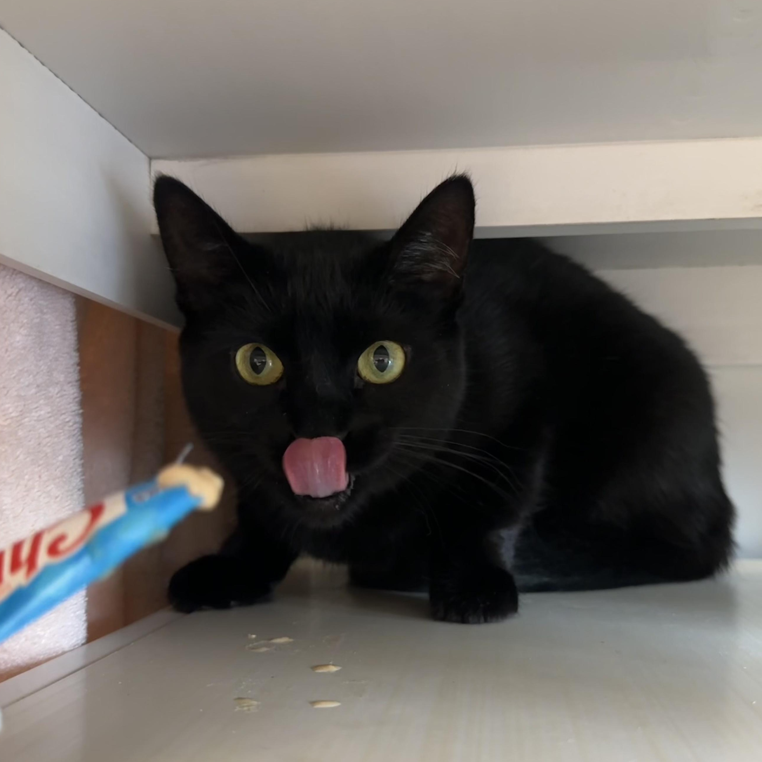 Enlarge Esmerelda, a ADOPTABLE Domestic Short Hair in Cooperstown, NY image 2/4