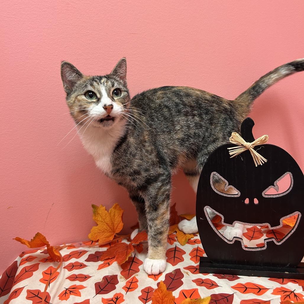 Missy, a Adoptable Domestic Short Hair in Drumheller, AB image 2/3