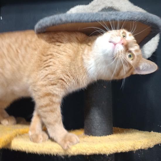 Enlarge Winnie Yang, a ADOPTABLE Domestic Short Hair in Blue Earth, MN image 1/1