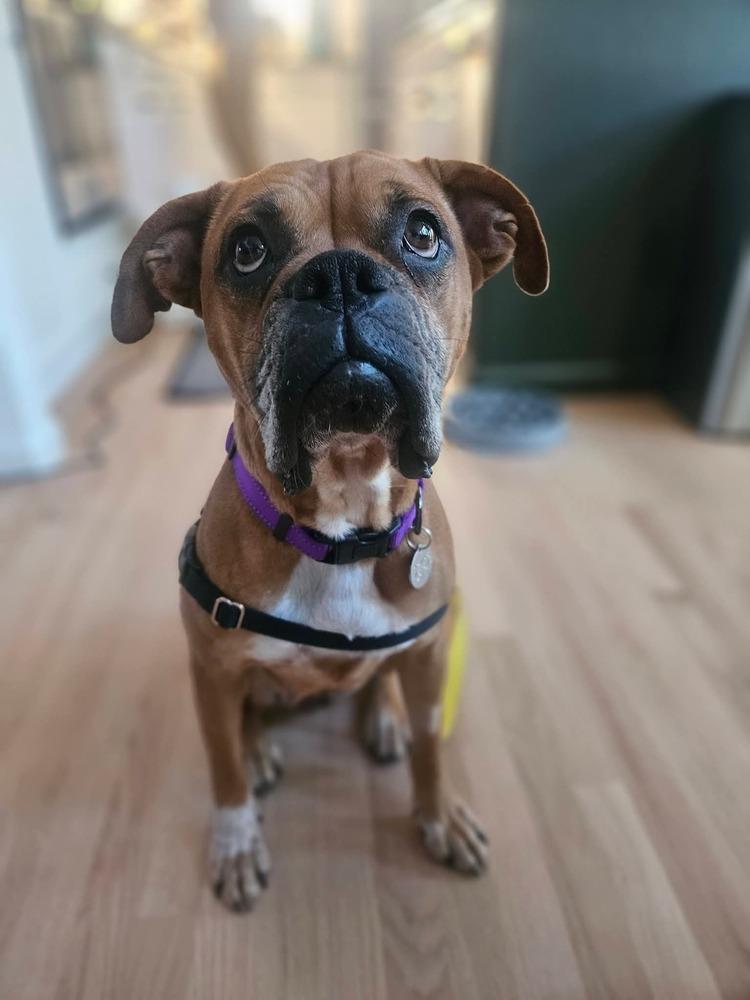 Foxtrot, Adoptable, Adult Female Boxer.