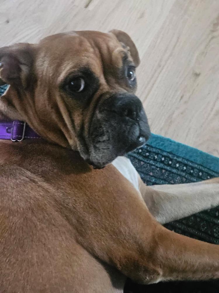 Foxtrot, Adoptable, Adult Female Boxer.