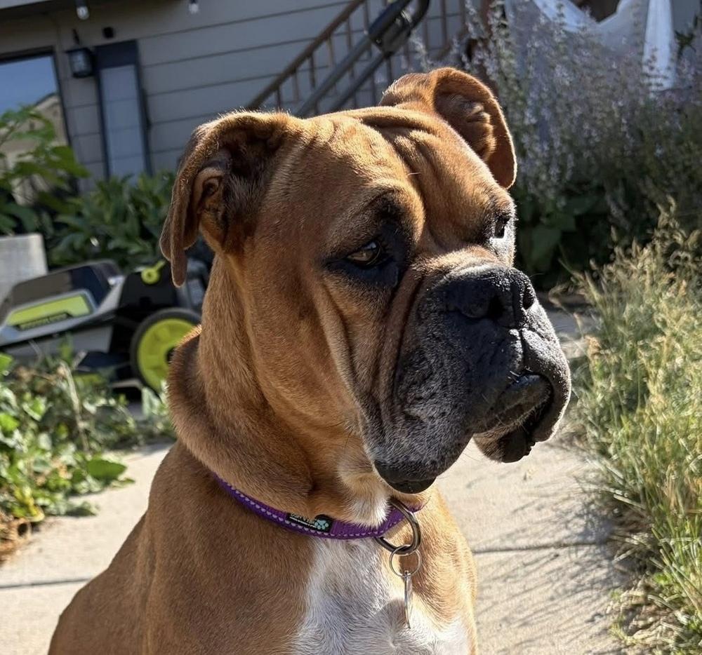 Enlarge Foxtrot, a Adoptable Boxer in Denver, CO image 2/6