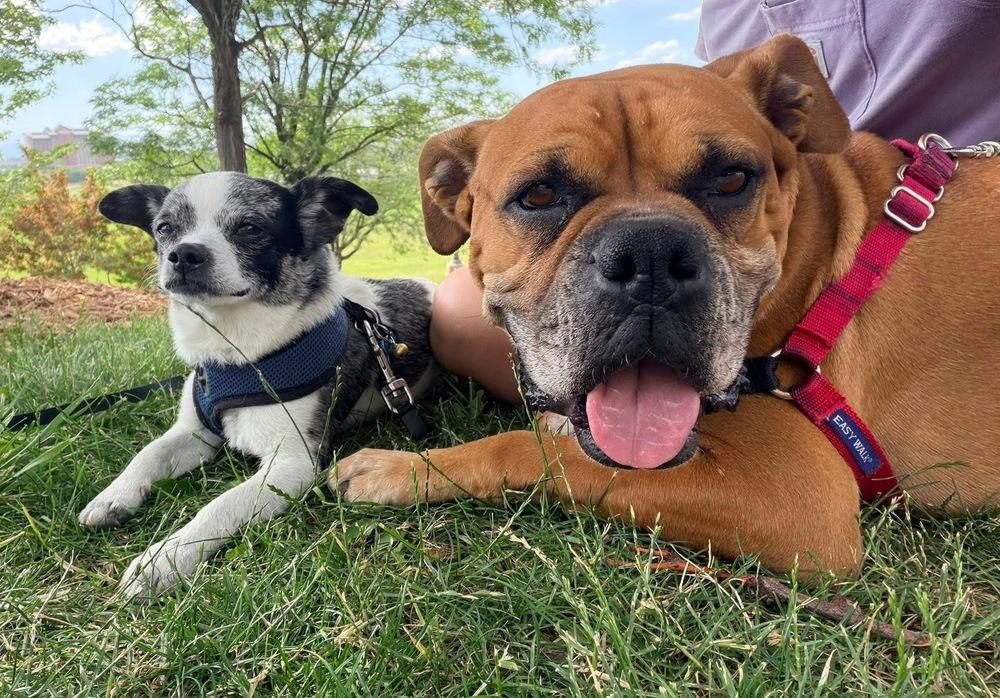 Enlarge Foxtrot, a Adoptable Boxer in Denver, CO image 3/6