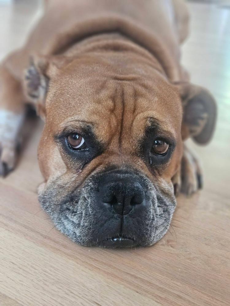 Enlarge Foxtrot, a Adoptable Boxer in Denver, CO image 4/6