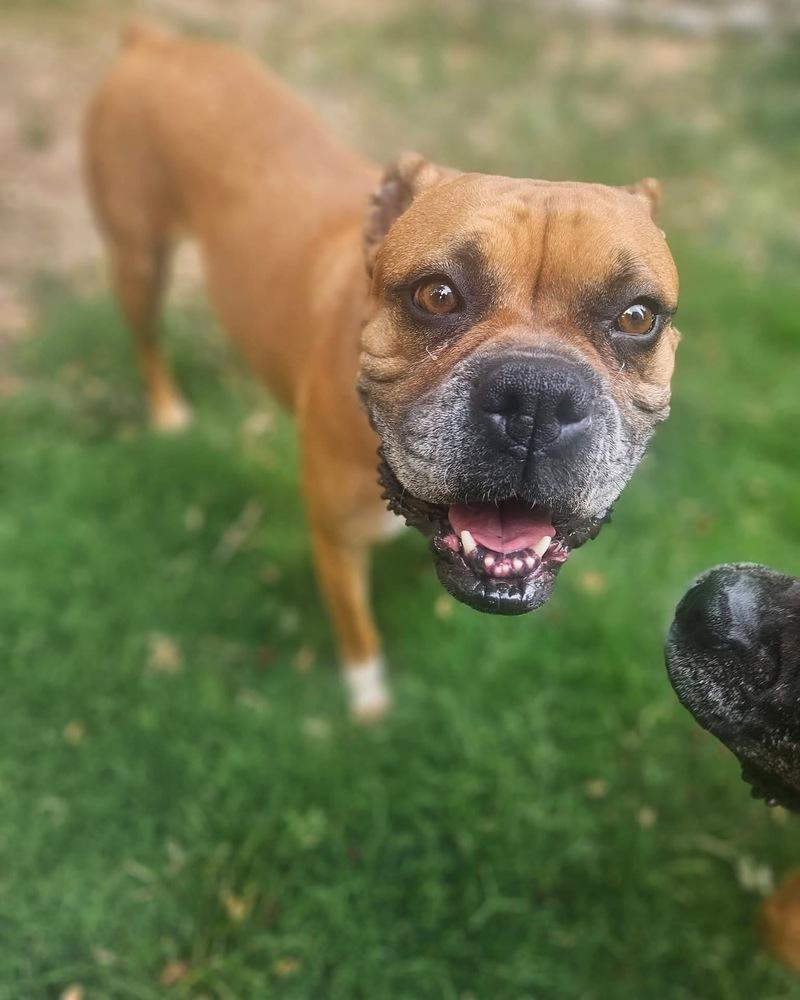 Enlarge Foxtrot, a Adoptable Boxer in Denver, CO image 5/6