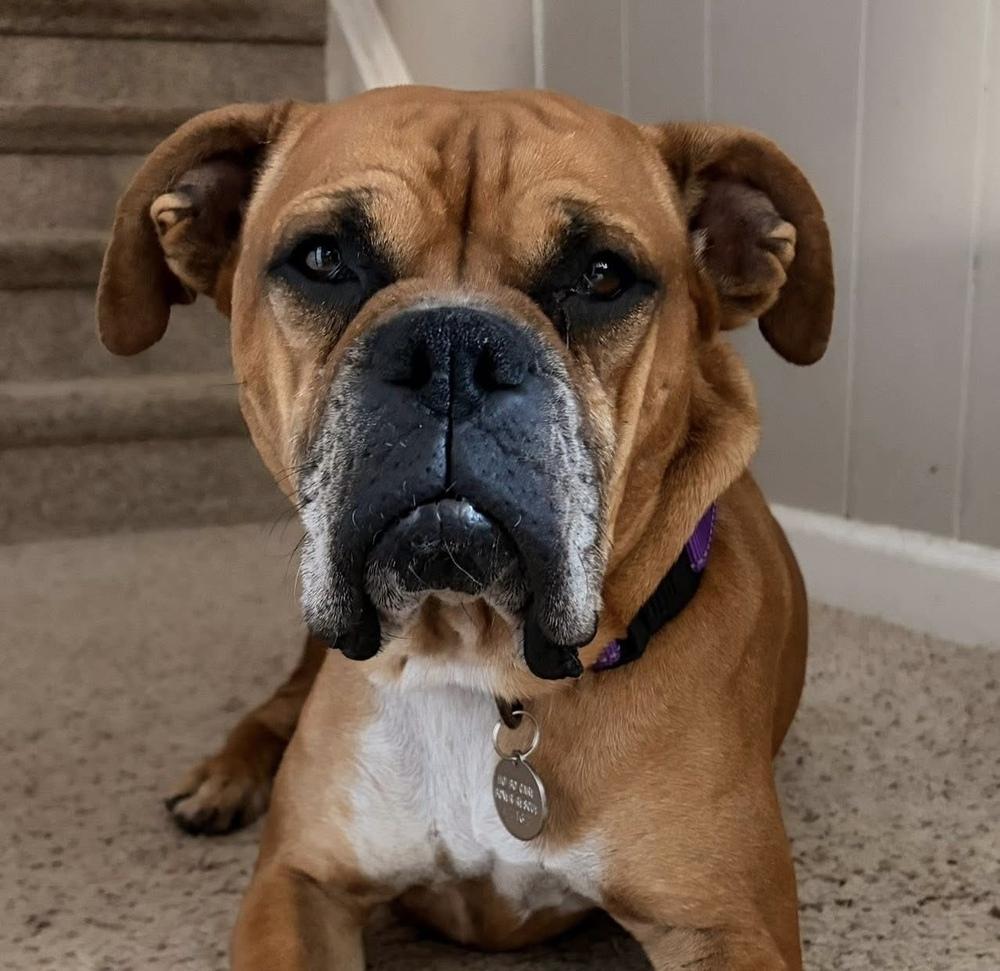 Enlarge Foxtrot, a Adoptable Boxer in Denver, CO image 6/6