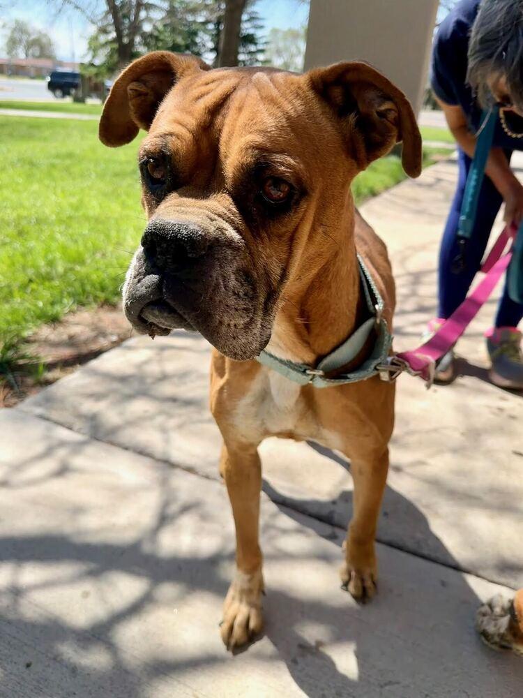 Enlarge Foxtrot, a Adoptable Boxer in Denver, CO image 1/1